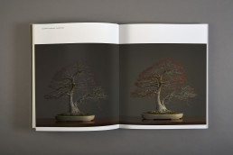 Interior del libro a los pinos el viento de Luis Vallejo