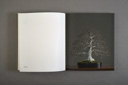 Interior del libro a los pinos el viento de Luis Vallejo